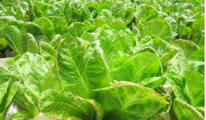 Crop stress and nutrient uptake Crop under drought and heat stress affecting nutrient uptake