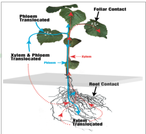 Biostimulants for stressed crops Biostimulants supporting root activity and nutrient uptake in stressed crops