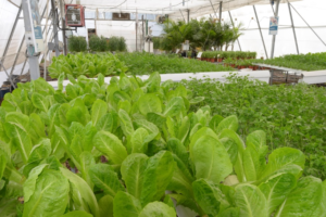 Efficient crop nutrition with biostimulants Efficient fertilization combined with biostimulants for crop resilience